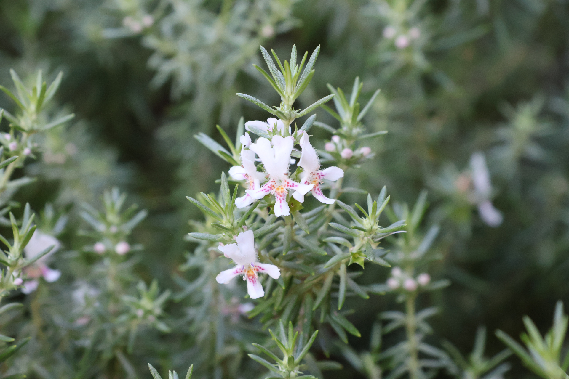 White flowering native plants in the practice garden