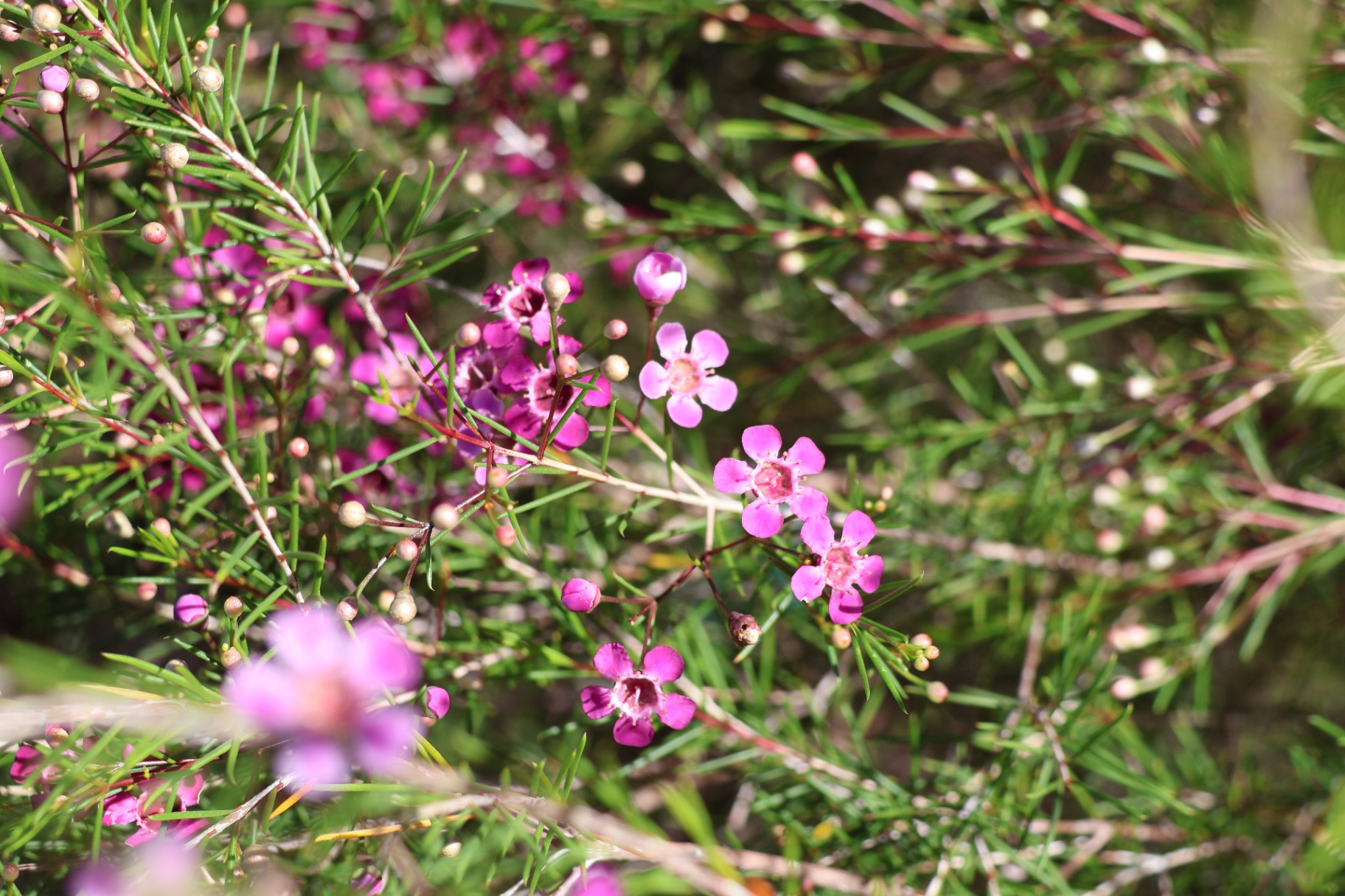 Pink native flowers in the practice garden